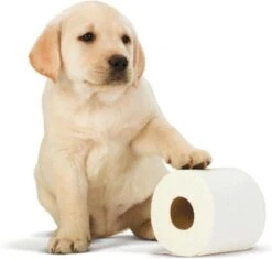 Scottex Toiletpapier - Kussenzacht Design Wc Papier - 84 Rollen 8 Scottex Toiletpapier - Kussenzacht Design Wc Papier - 84 Rollen -Levensproducten 1200x1142 5