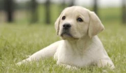 Page Toiletpapier - Eco - Duurzaam - 24 Rollen - Voordeelverpakking -Levensproducten 1200x697